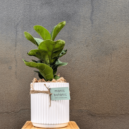 Botanical Plant <br> Hamper - Image 7