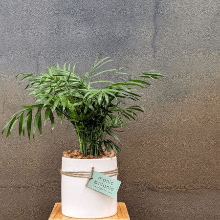 Parlour Palm <br> In a Pot