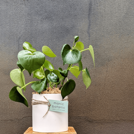 Peperomia <br> In a Pot