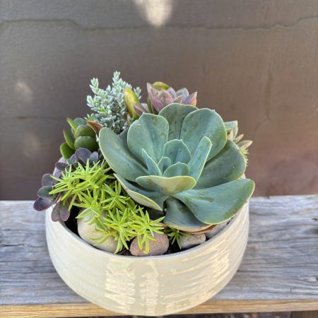 Succulent <br> Bowl