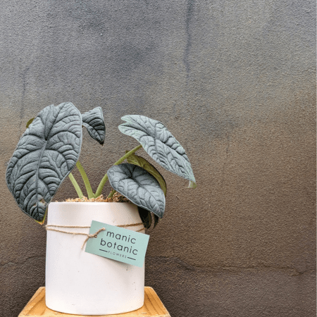 Botanical Plant <br> Hamper - Image 5