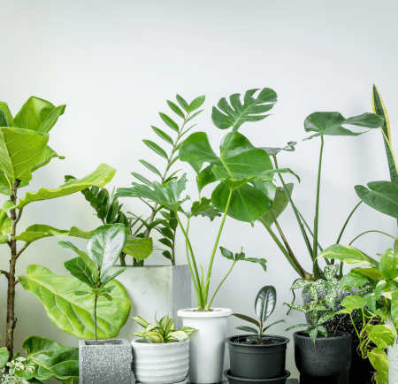 Growing Gifts