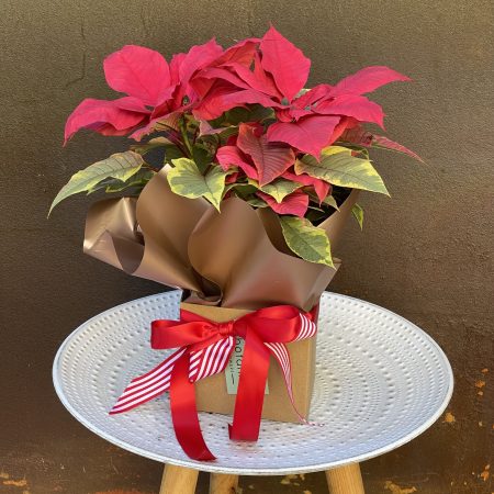 Christmas <br> Poinsettia